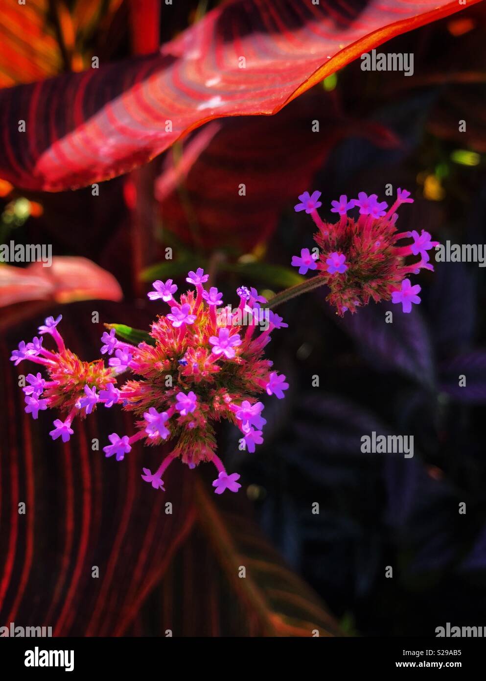 Beauty in nature. - Smartphone Captured Stock Image