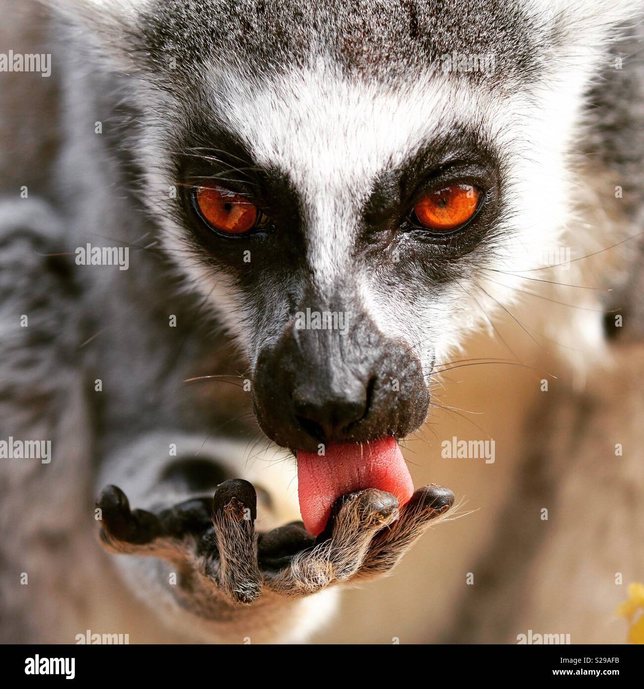 How to clean your hands if you’re a Ring Tailed Lemur Stock Photo