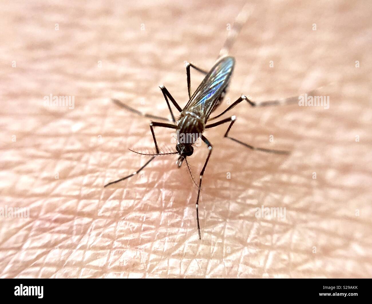Close up of a mosquito on human flesh - Smartphone Captured Stock Image