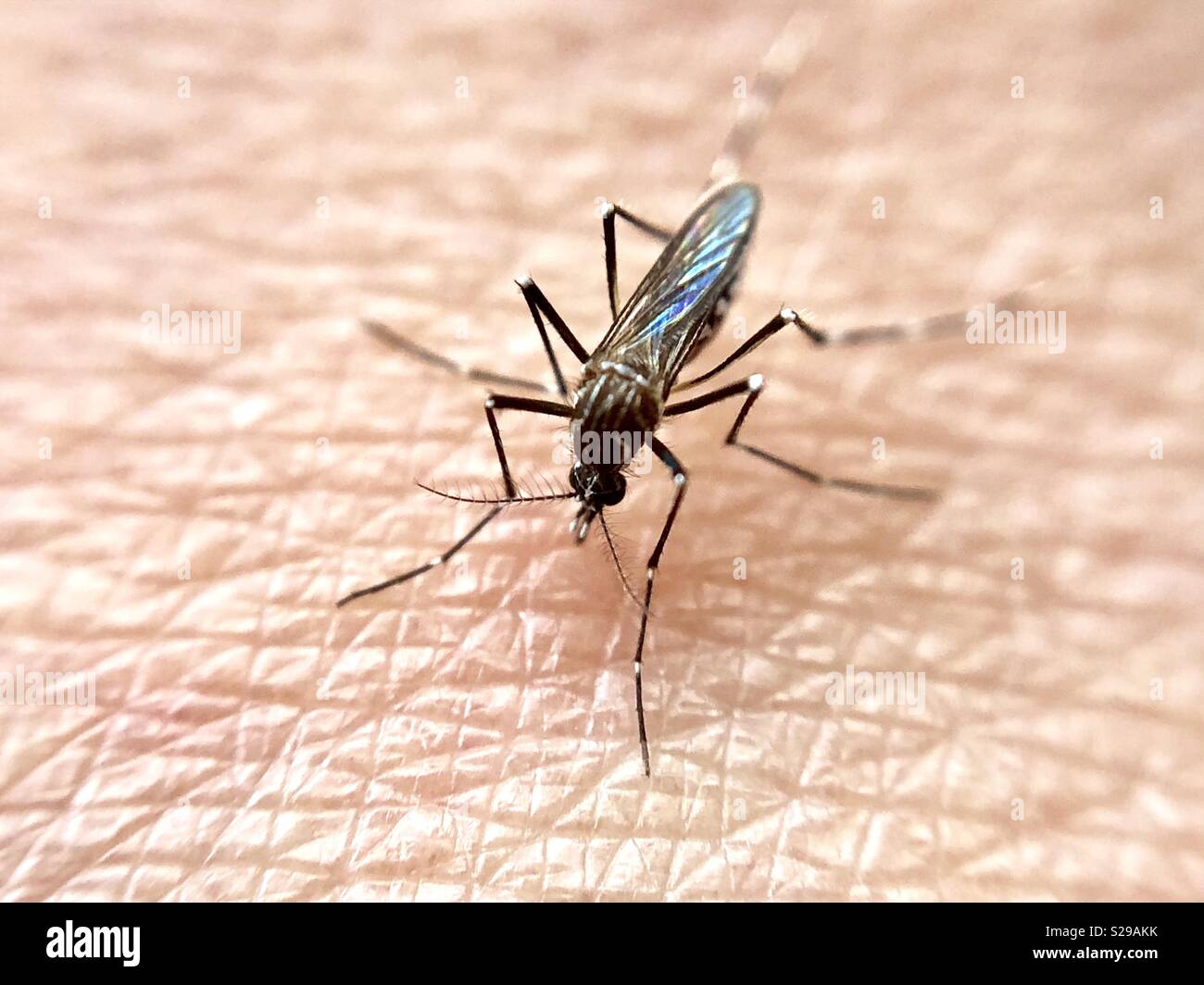 Close up of a mosquito on human flesh Stock Photo