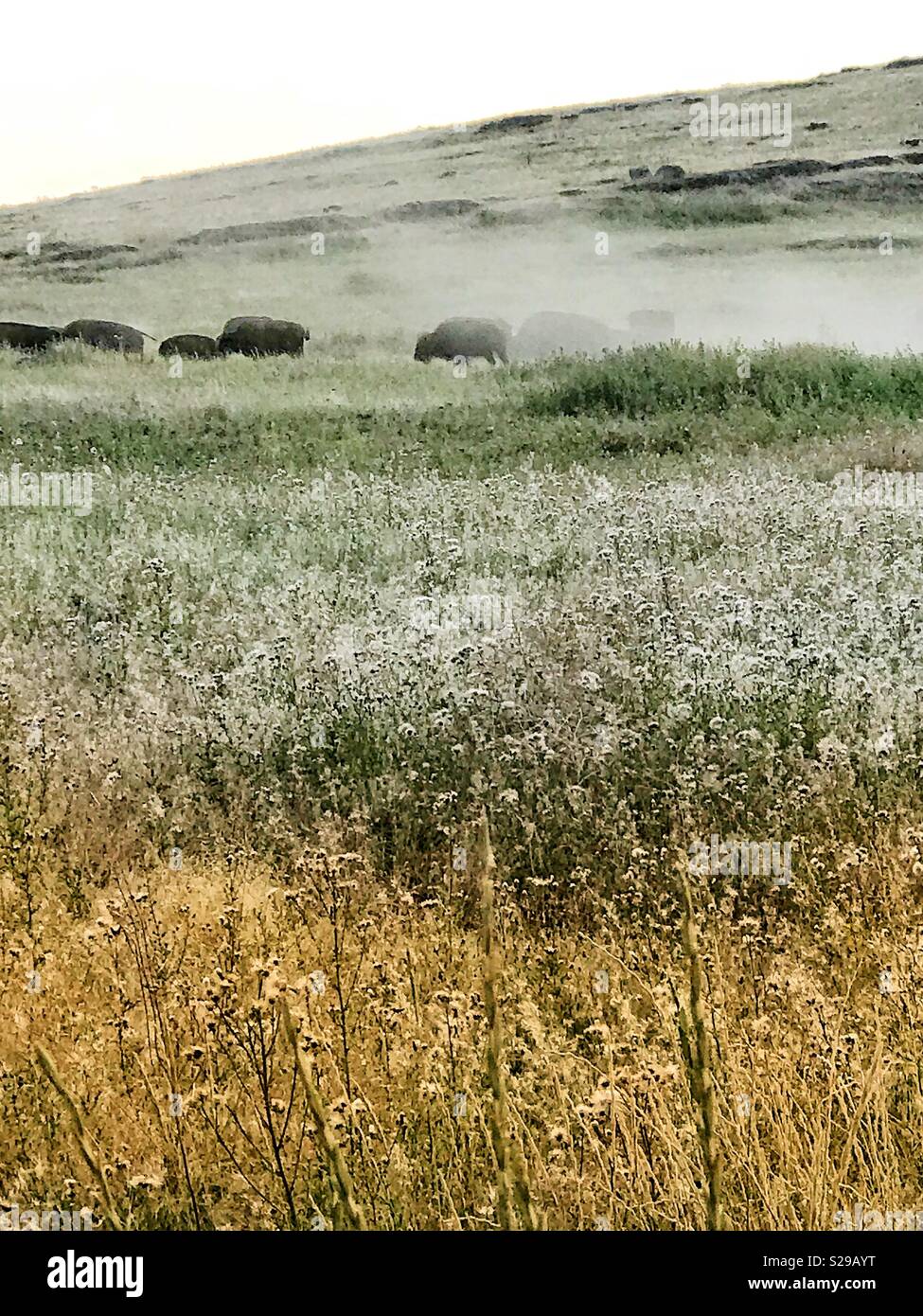 Bison Kicking Up Dust in the National Bison Range, Montana Stock Photo