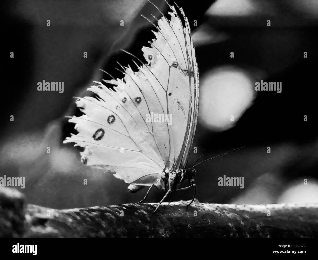 Black and white butterfly Stock Photo