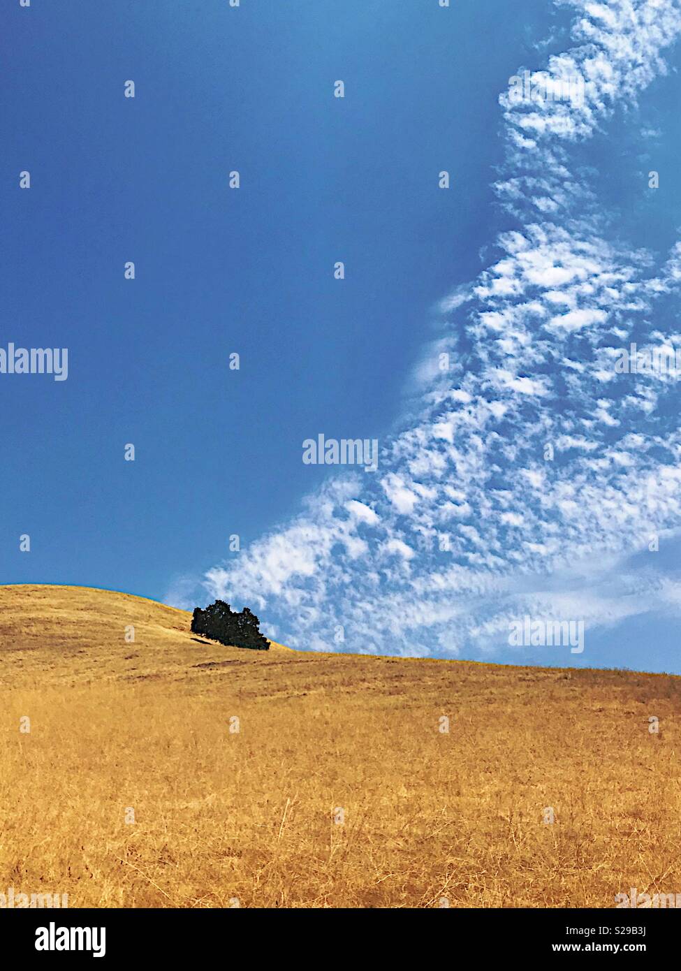 Lone oak tree on foothills with blue sky and clouds - Smartphone Captured Stock Image