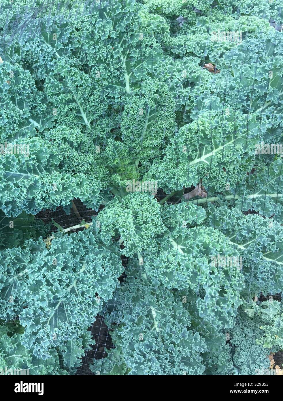 Fresh garden kale Stock Photo