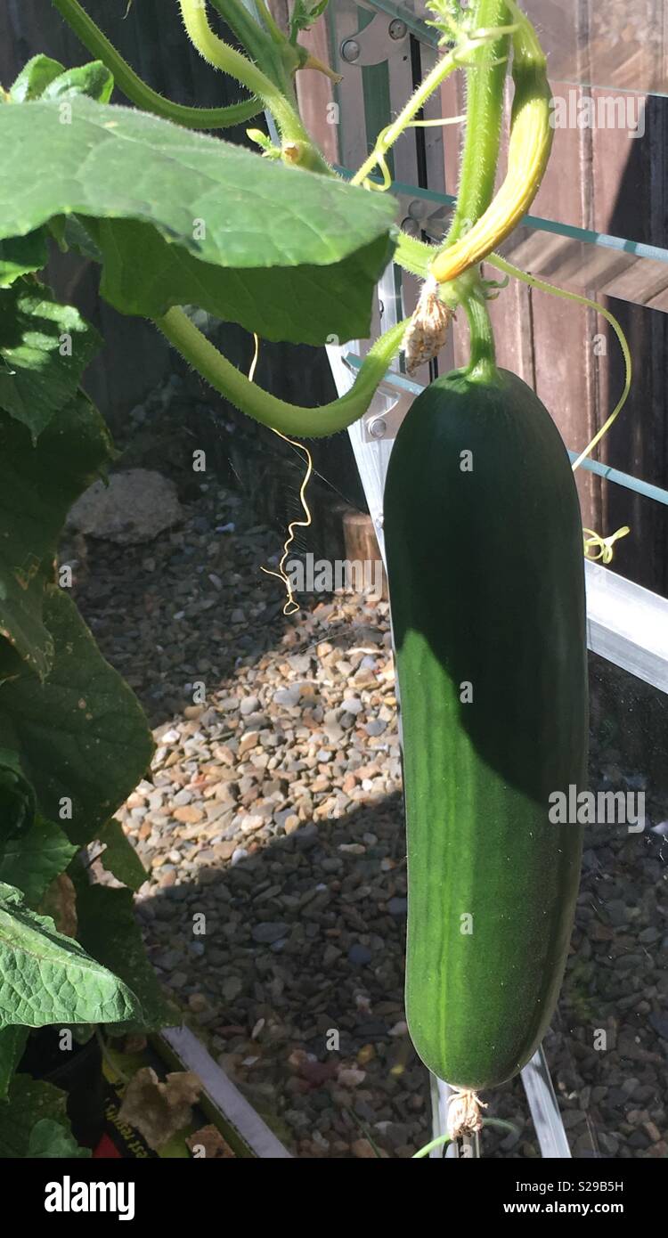 Cucumber growing in greenhouse Stock Photo Alamy