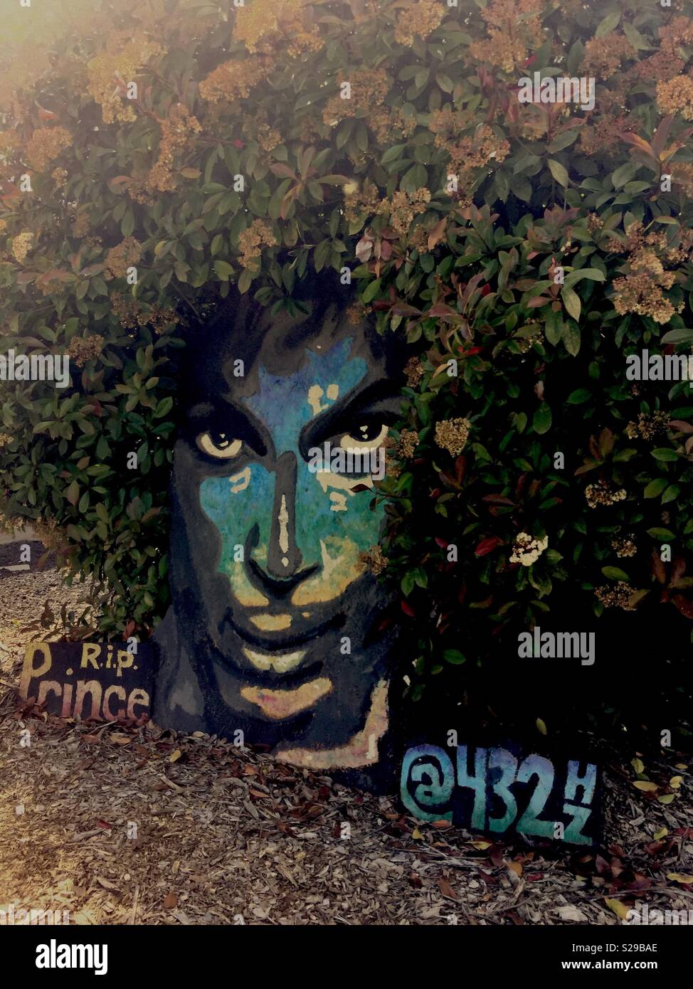 Prince afro bush, Citrus Heights, California Stock Photo