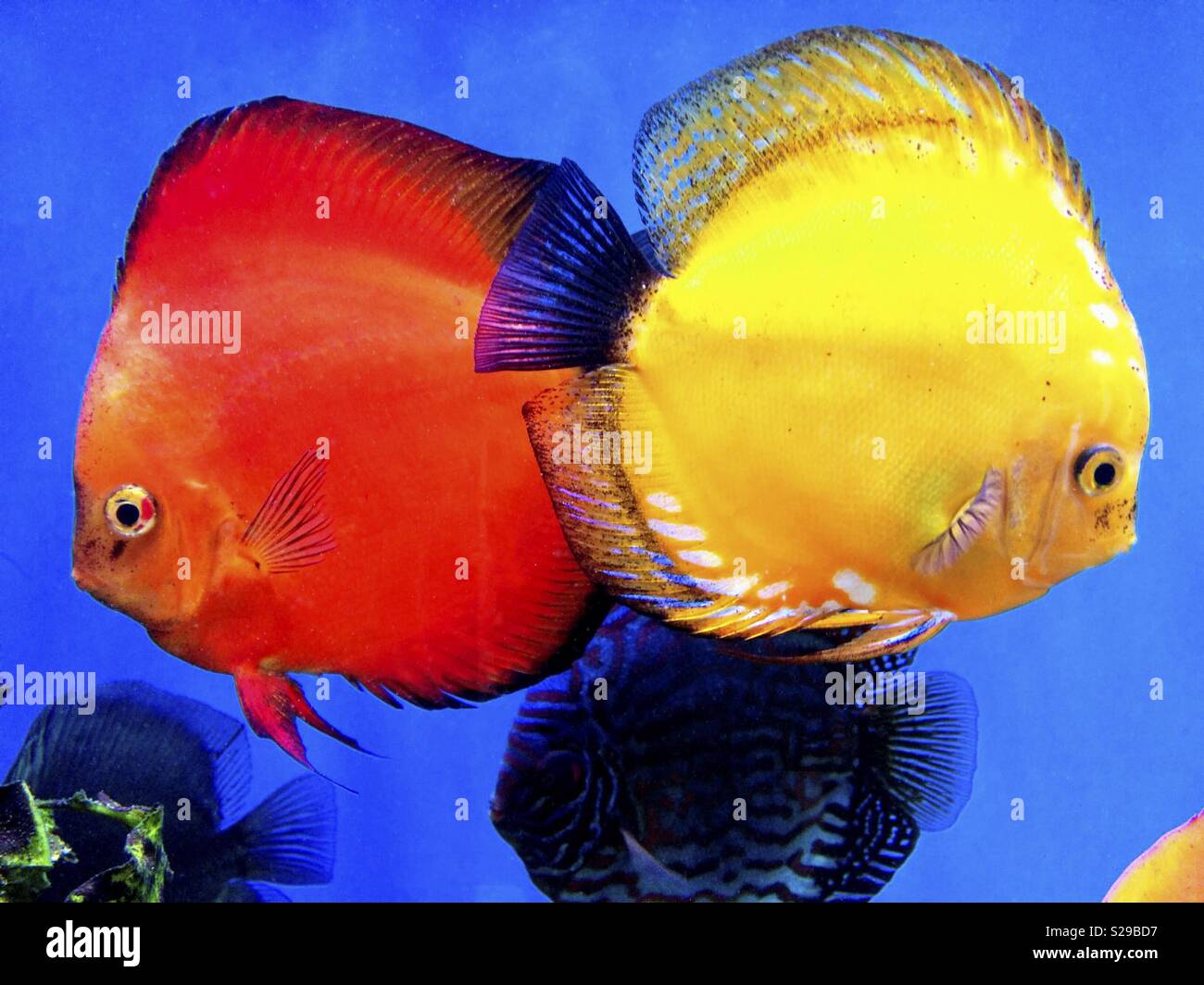 Fish discus. Symphisodon discus. Stock Photo