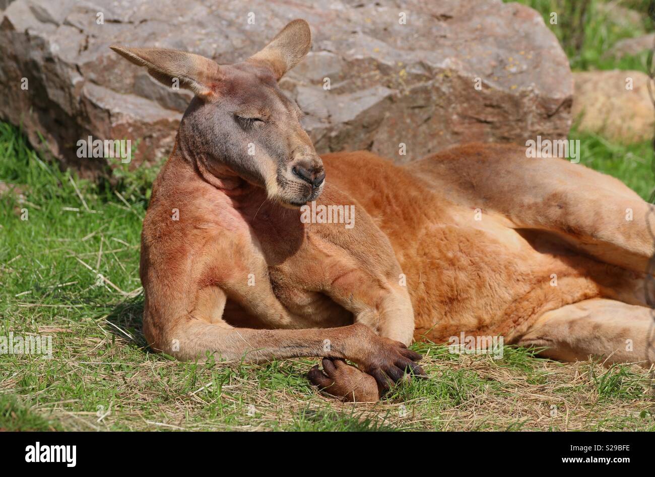 A chilled out Kangaroo Stock Photo Alamy
