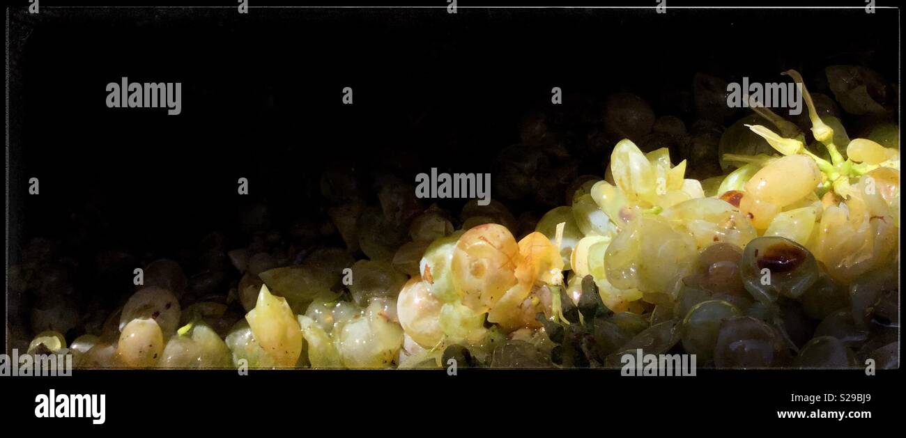 Macabeo grapes go through a destemmer for winemaking, Catalonia, Spain. Stock Photo