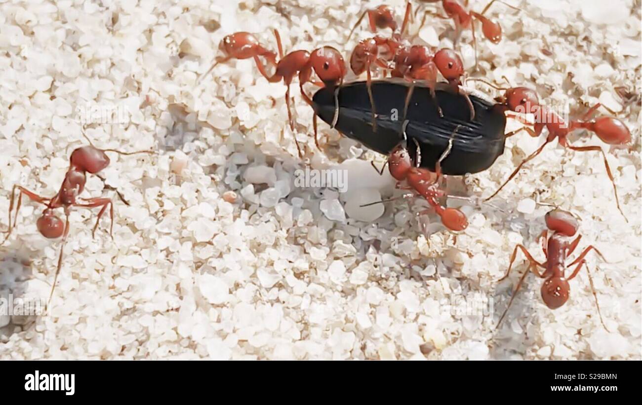 Ants carrying hires stock photography and images Alamy