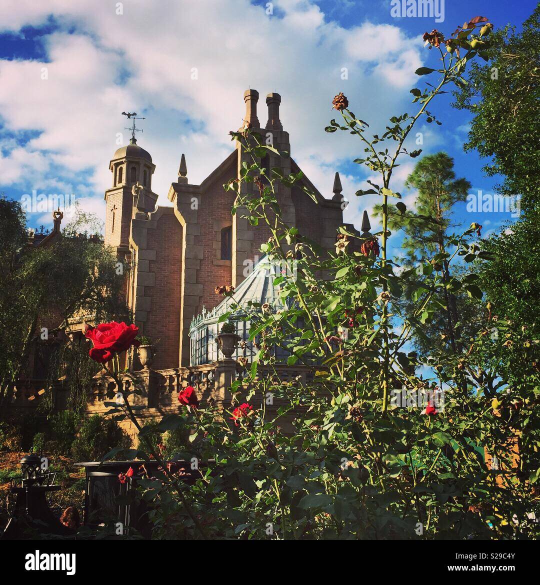 Roses by the Haunted Mansion. Stock Photo