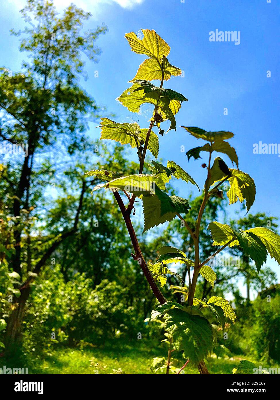 Weather sunny day summer hi-res stock photography and images - Alamy