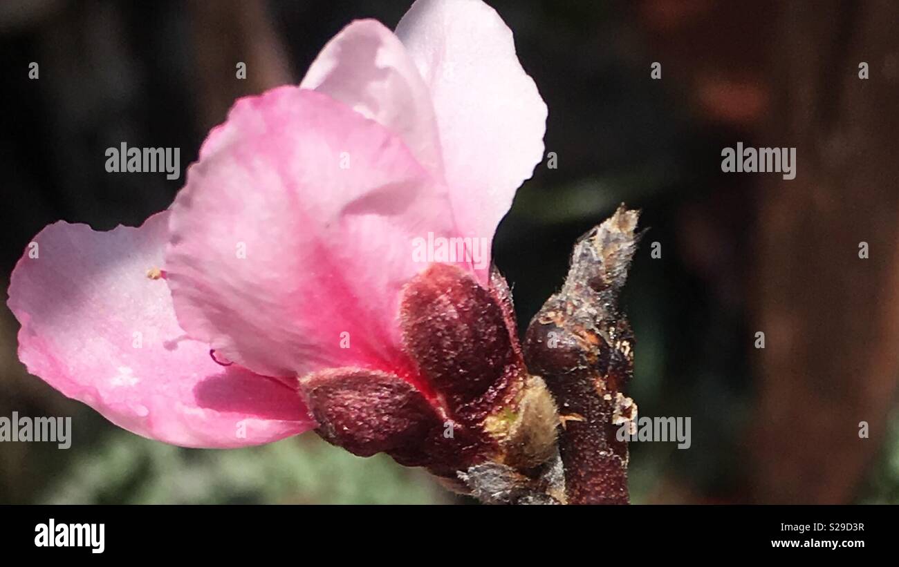Closeup of pink native flower, Australia. Stock Photo