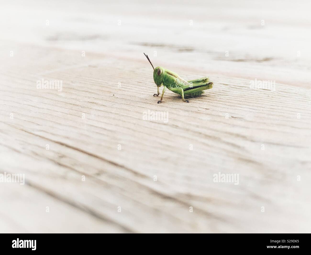 A small isolated grasshopper on whitewashed deck planks. - Smartphone Captured Stock Image