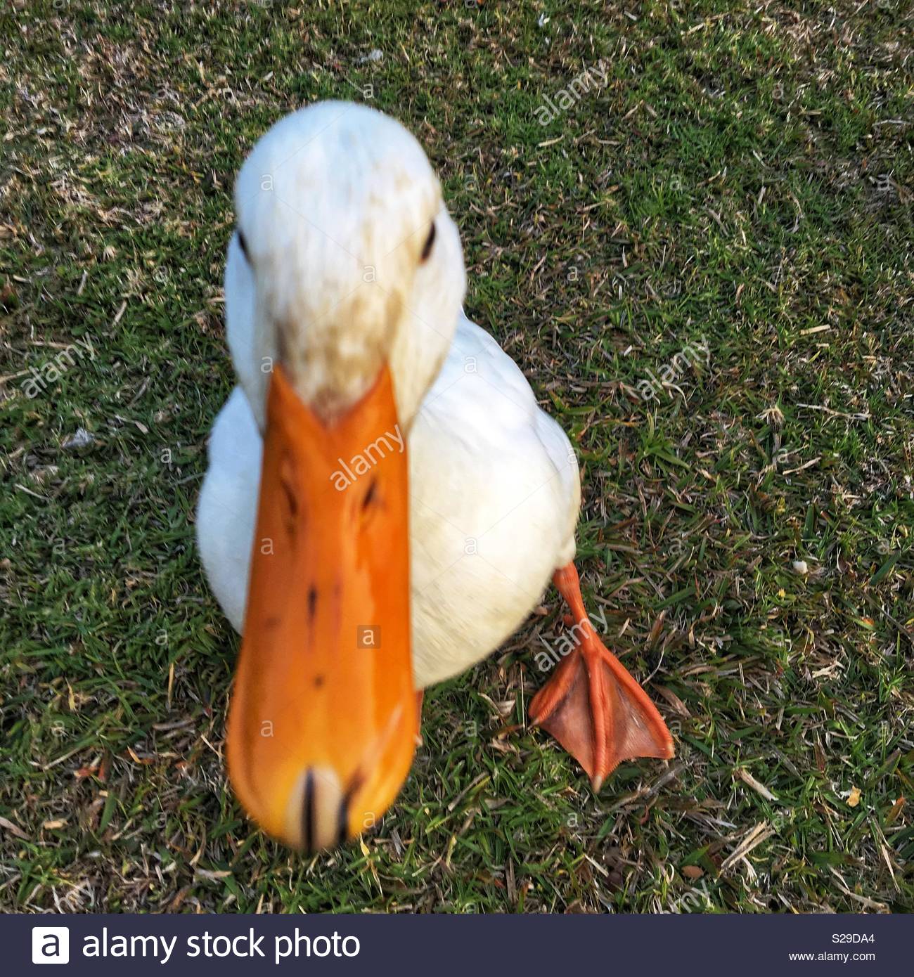 Duckbill Stock Photos & Duckbill Stock Images Alamy