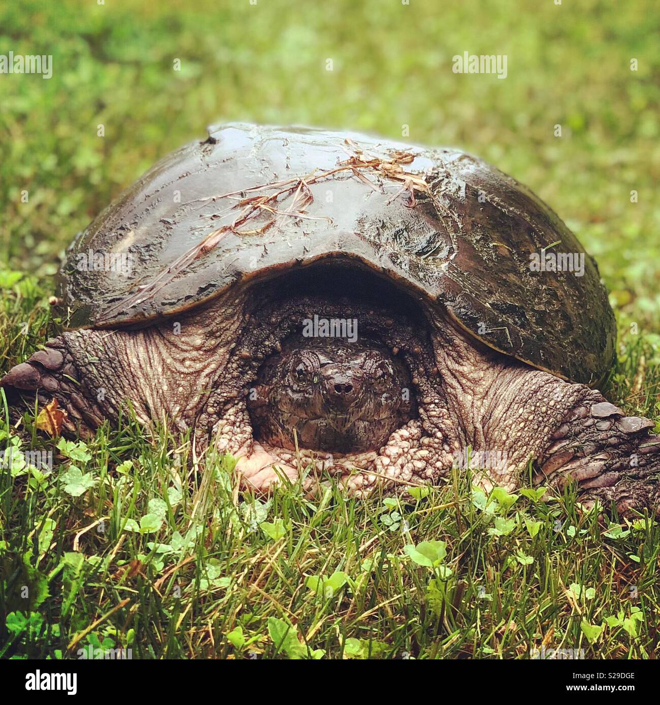 Snapping turtle, Wayne County, Pennsylvania Stock Photo