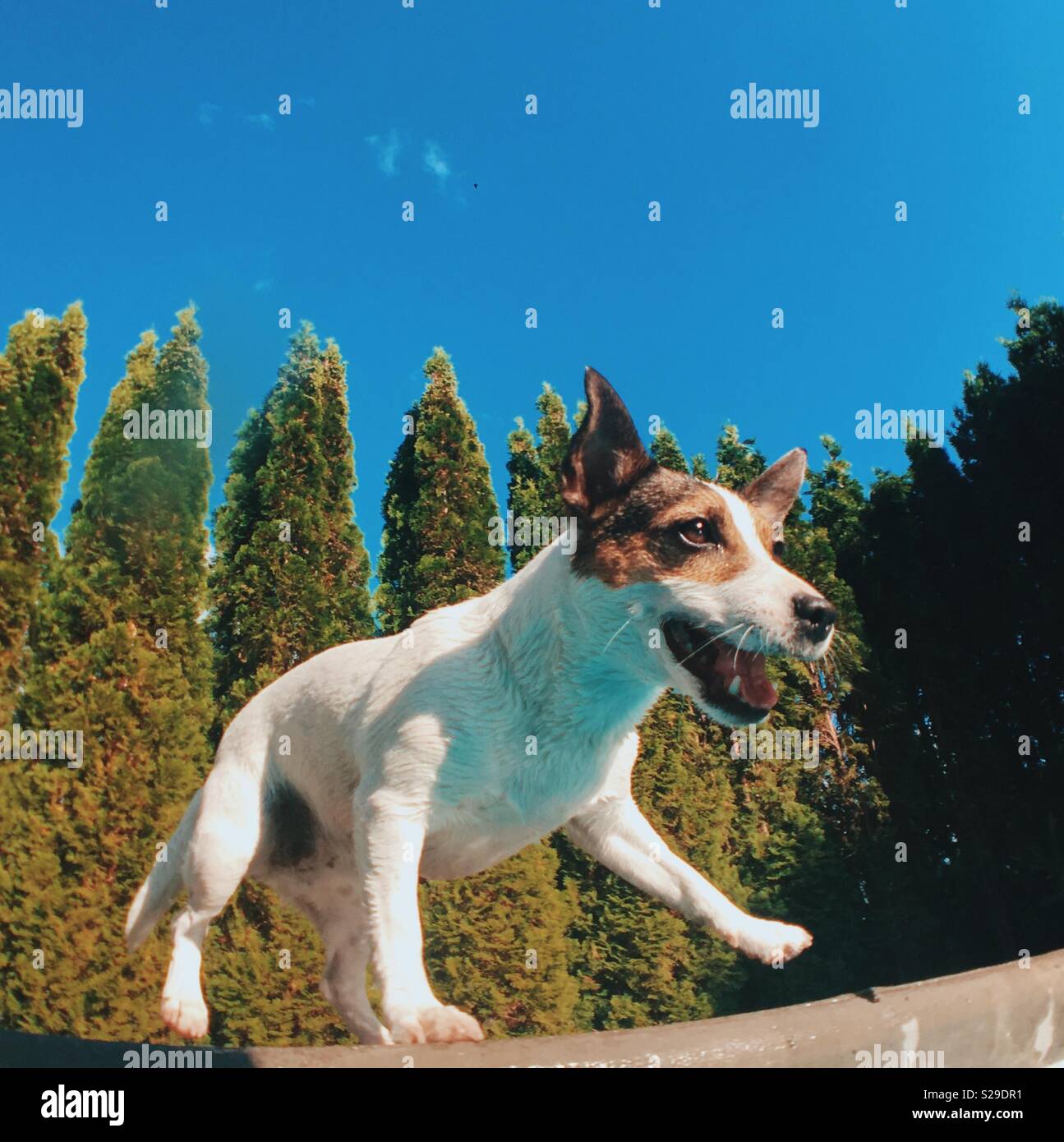 Jack Russell Terrier dog in mid motion outdoors on a sunny day. Square crop. - Smartphone Captured Stock Image Jack Russell Terrier dog in mid motion outdoors on a sunny day. Square crop. - Smartphone Captured Stock Image