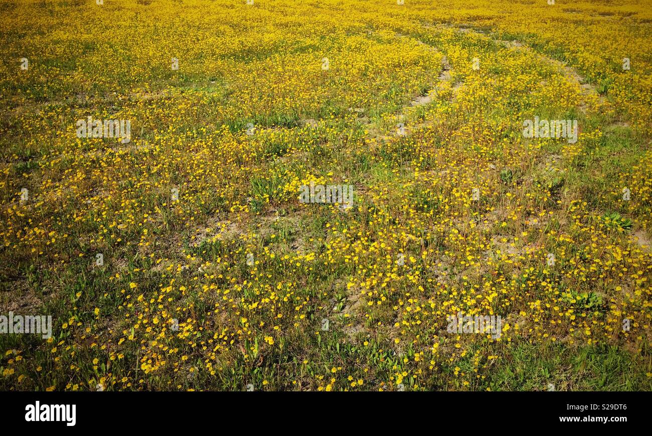 黃色小菊花菜 The Field Of Yellowish Chrysanthemum Coronarium L Stock Photo Alamy