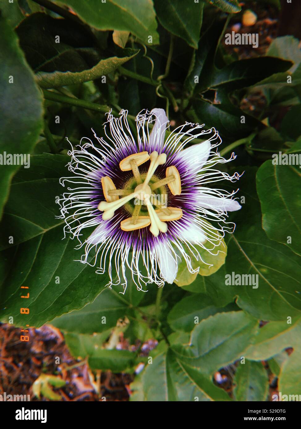 A beautiful unknown rare flower Stock Photo