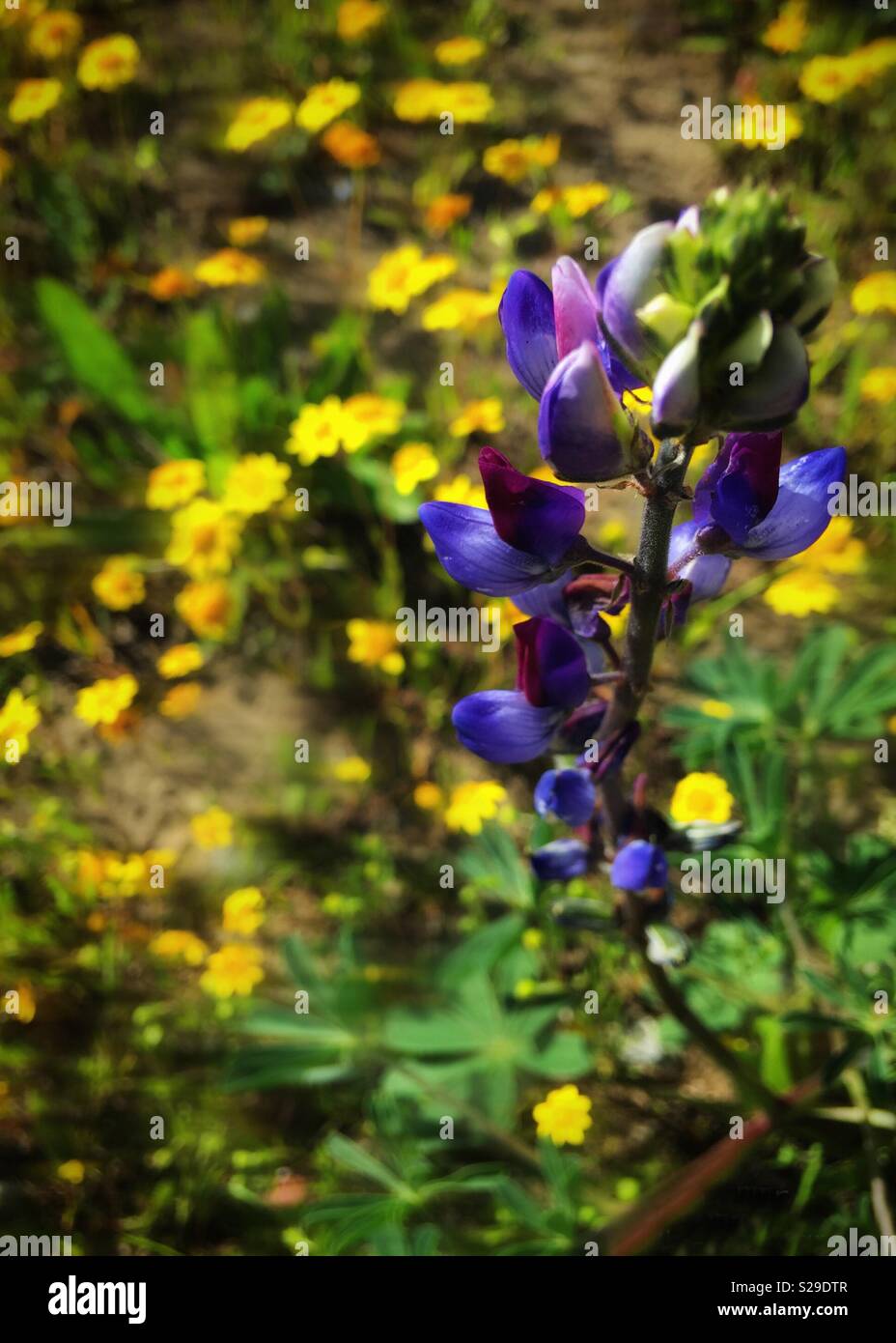 黃色小菊花菜和紫色花 Chrysanthemum Coronarium L And Purple Flower Stock Photo Alamy