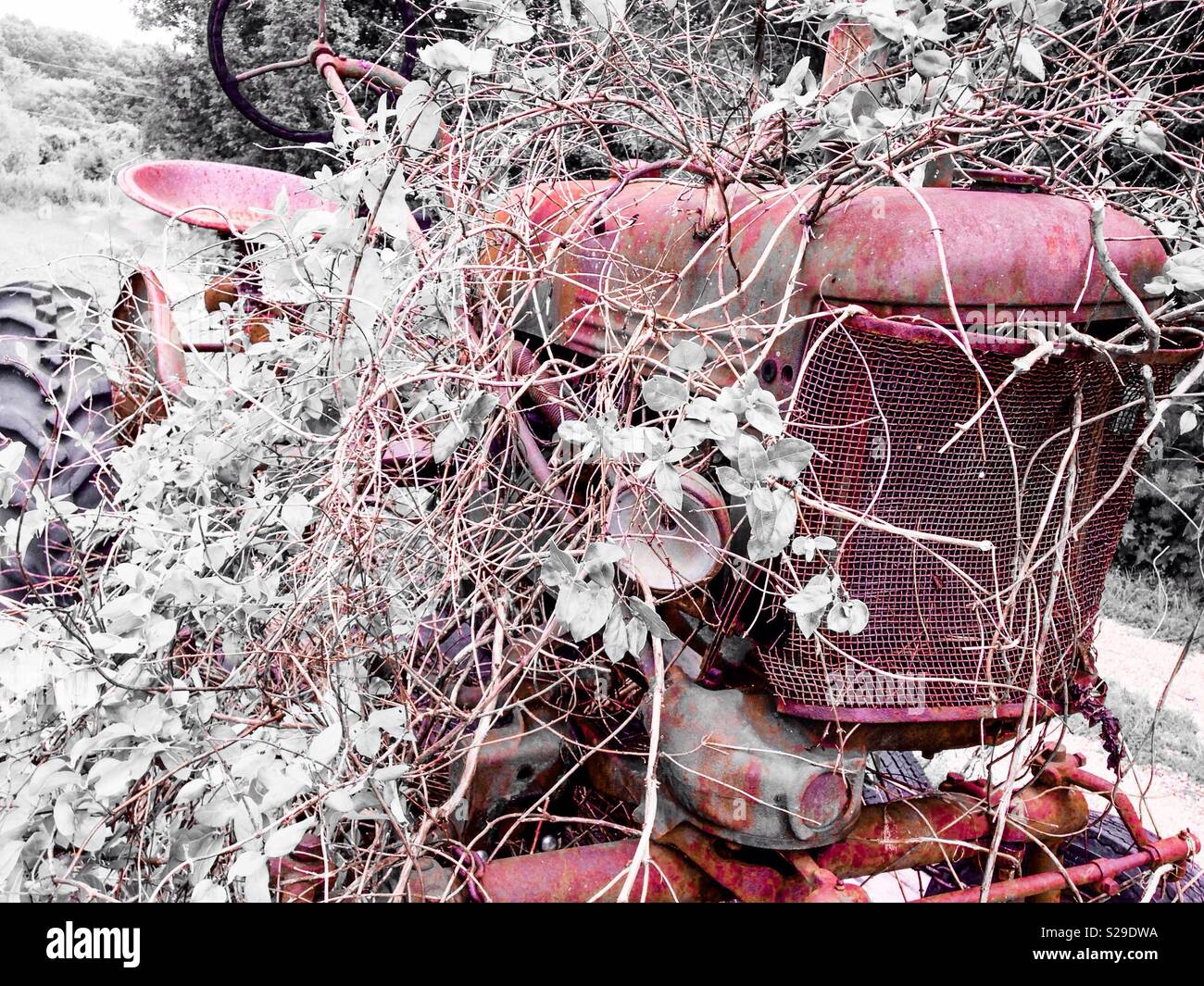 Black, white, and red hues in photo of old, rusty tractor overgrown with foliage and vines - Smartphone Captured Stock Image