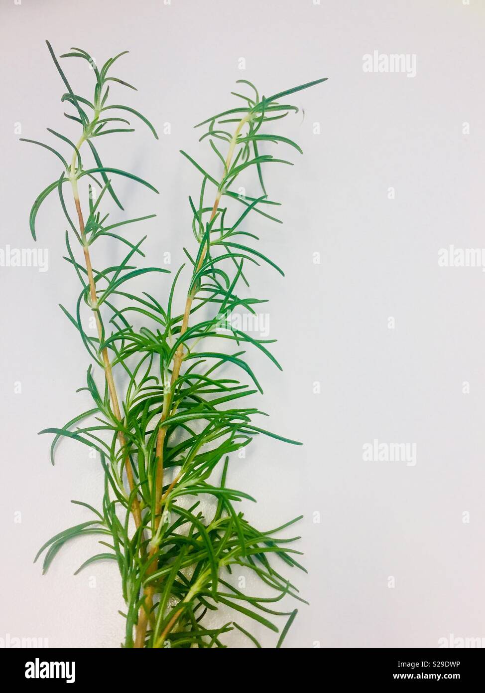 Green Rosemary on a White backgroud - fine herbs - Smartphone Captured Stock Image