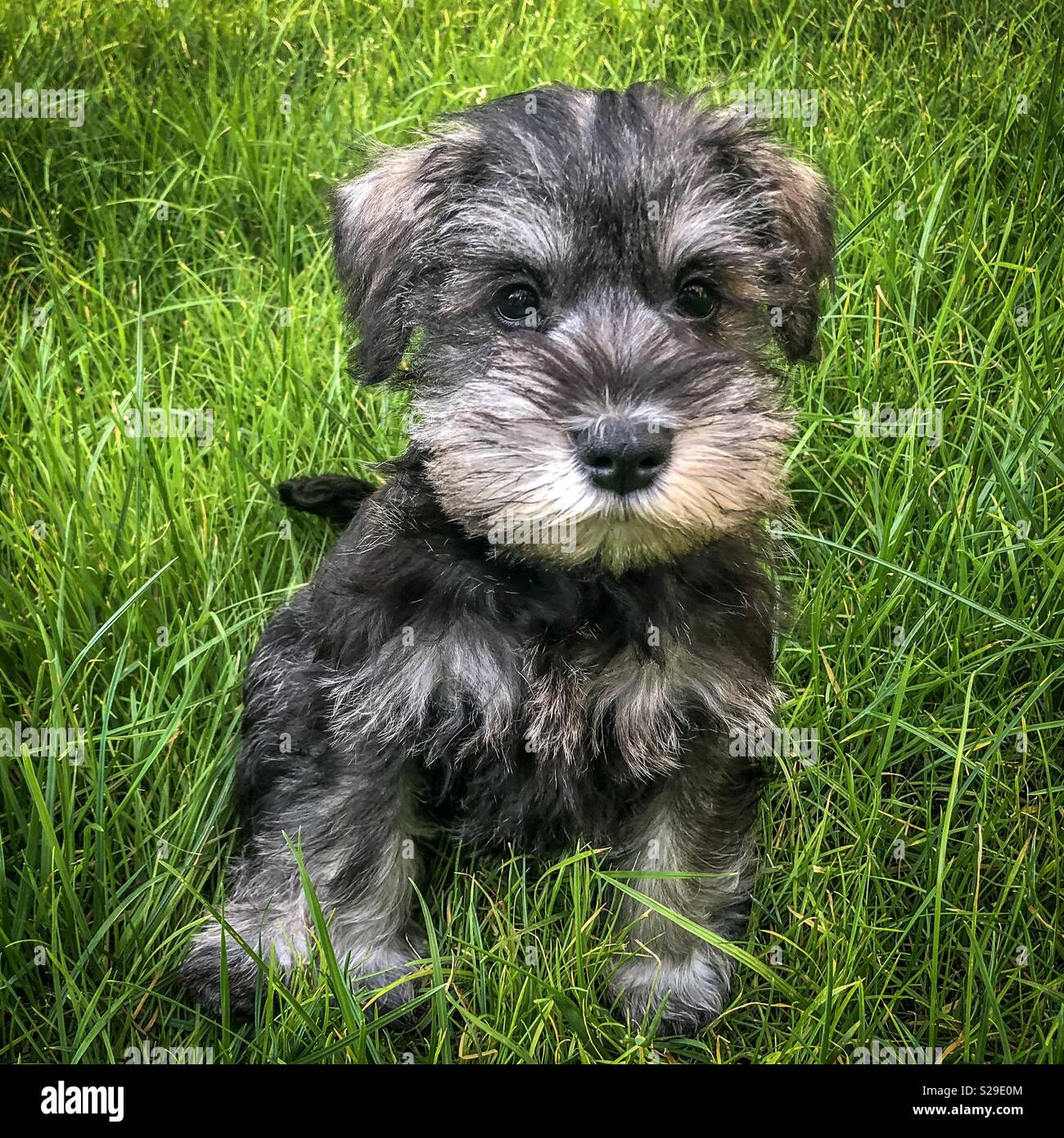 9 week old schnauzer puppy