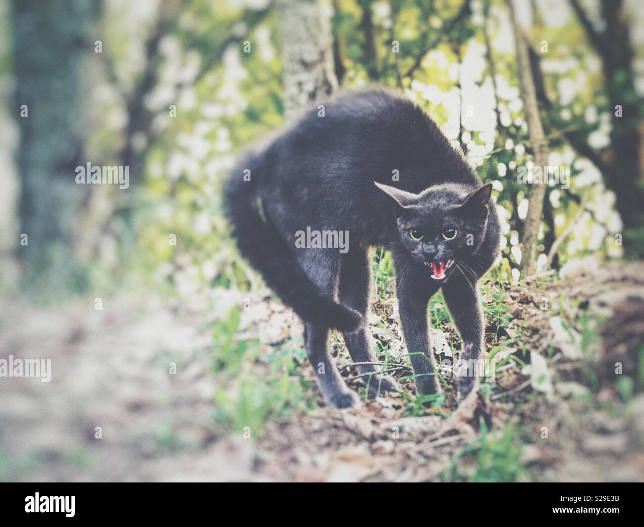 Angry cat - Smartphone Captured Stock Image
