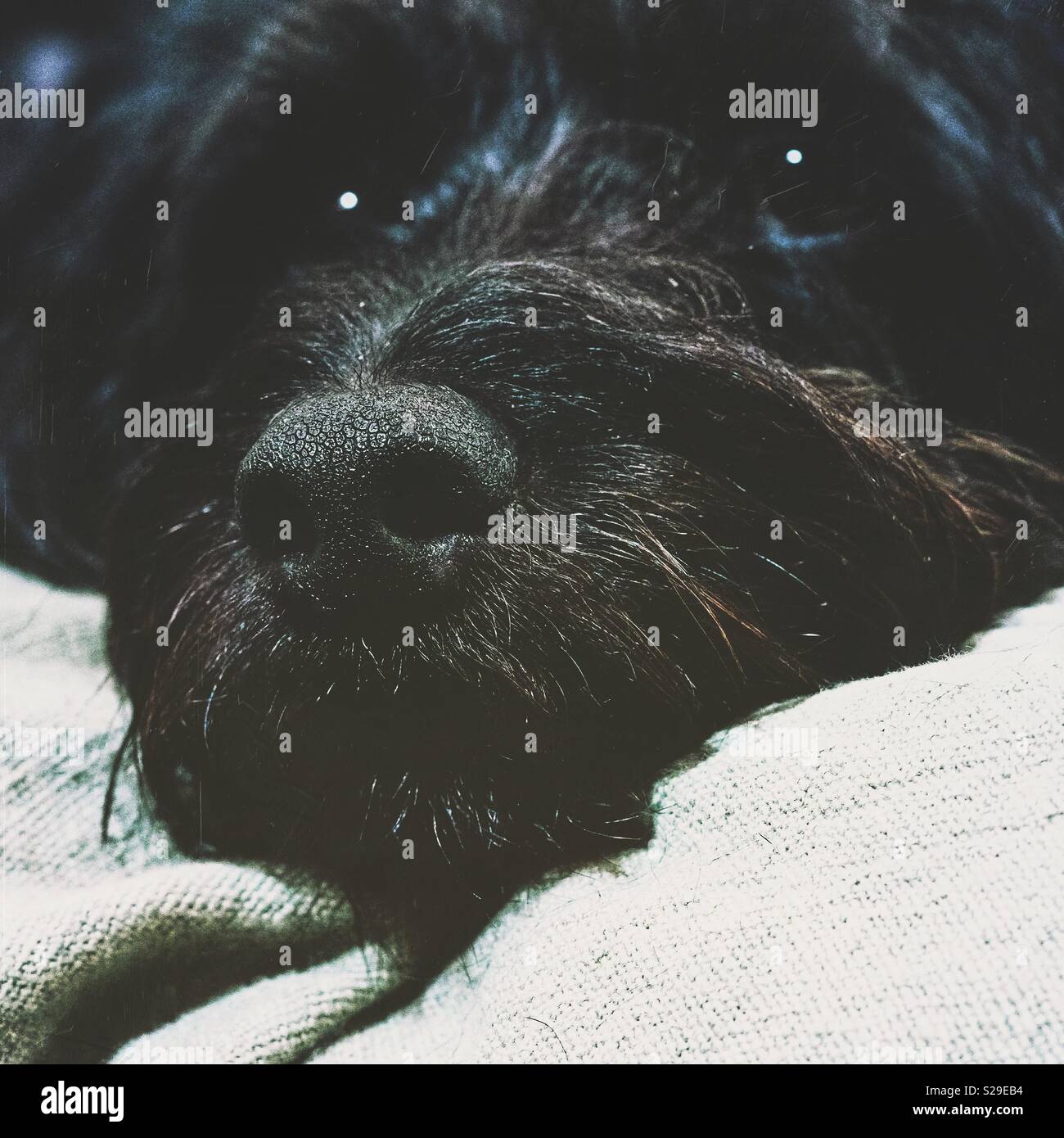 Spanish water dog - Smartphone Captured Stock Image