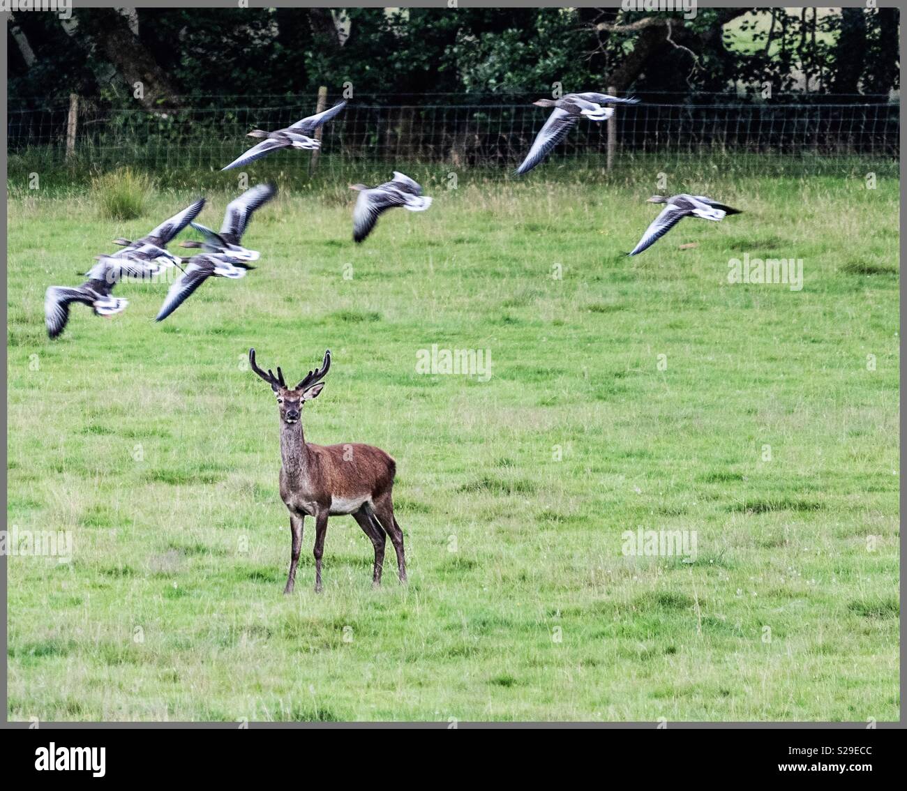 Geese flyover the Red Deer - Smartphone Captured Stock Image