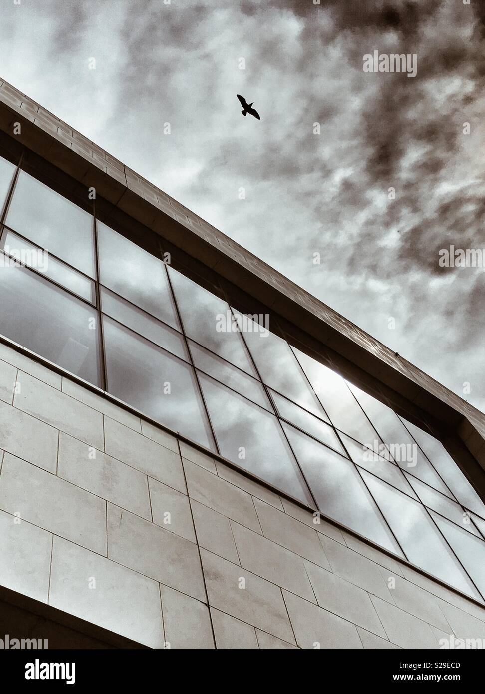 Bird dying contrasted with clouds reflected in windows of modern architecture (Mersey Ferries building in Liverpool) Stock Photo
