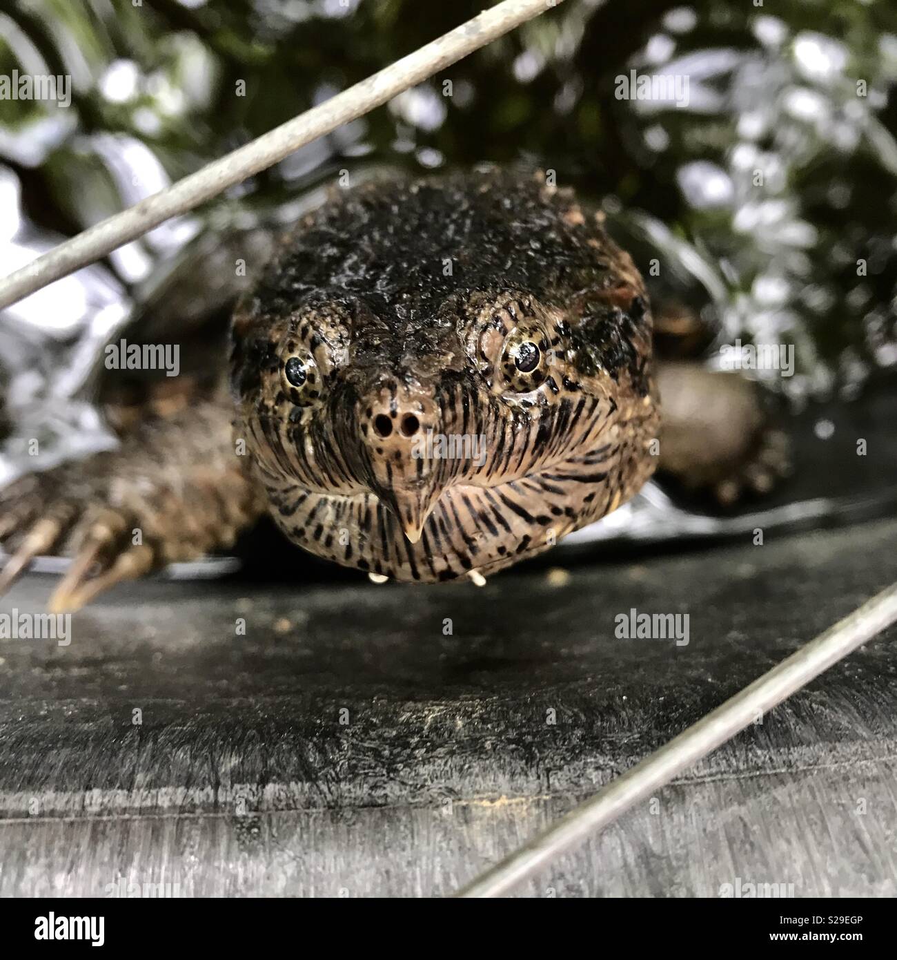 Snapping turtle up close Stock Photo