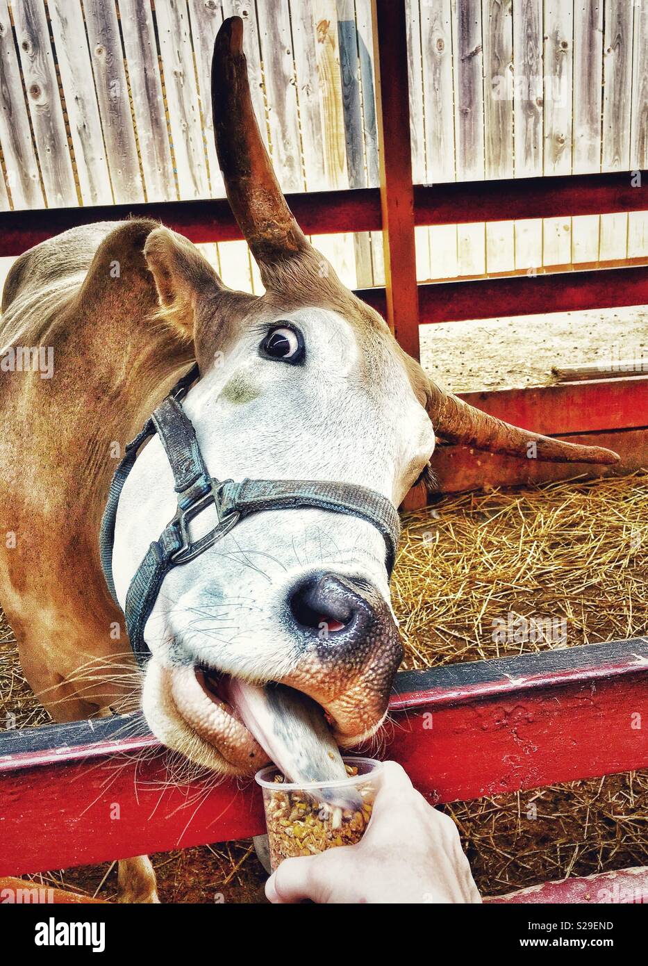 Cow licking corn and pellets out of a cup - Smartphone Captured Stock Image