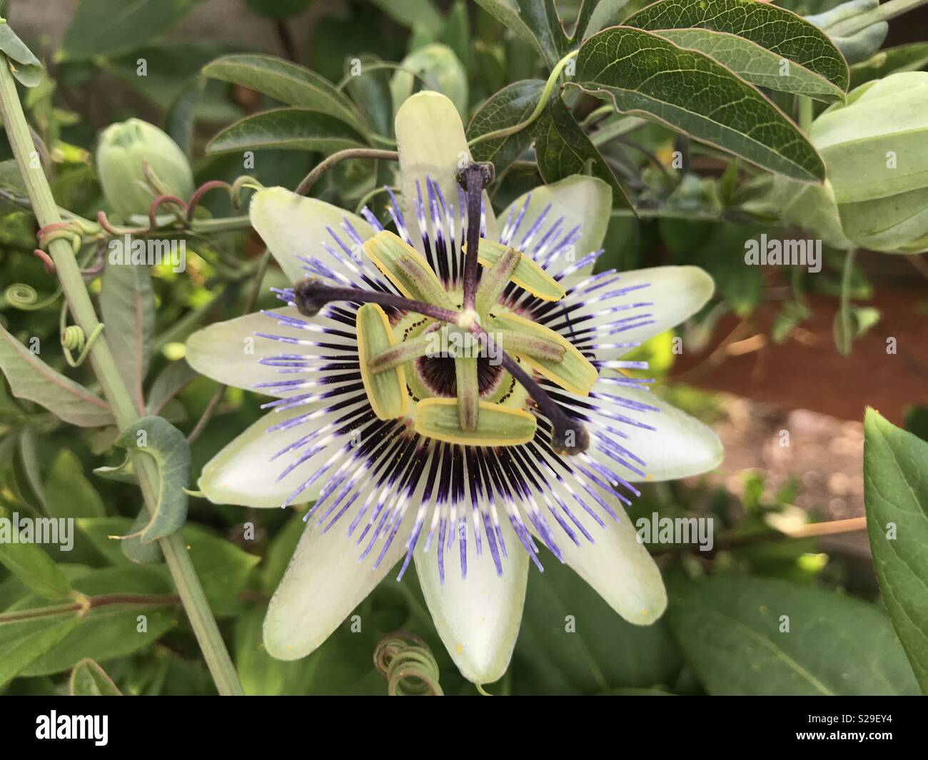 Beautiful flowering Passion flower Stock Photo Alamy
