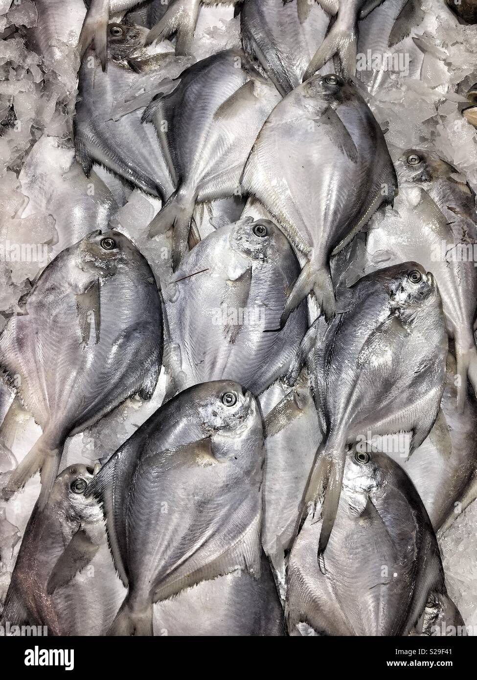 Fresh fishes on a ice. - Smartphone Captured Stock Image