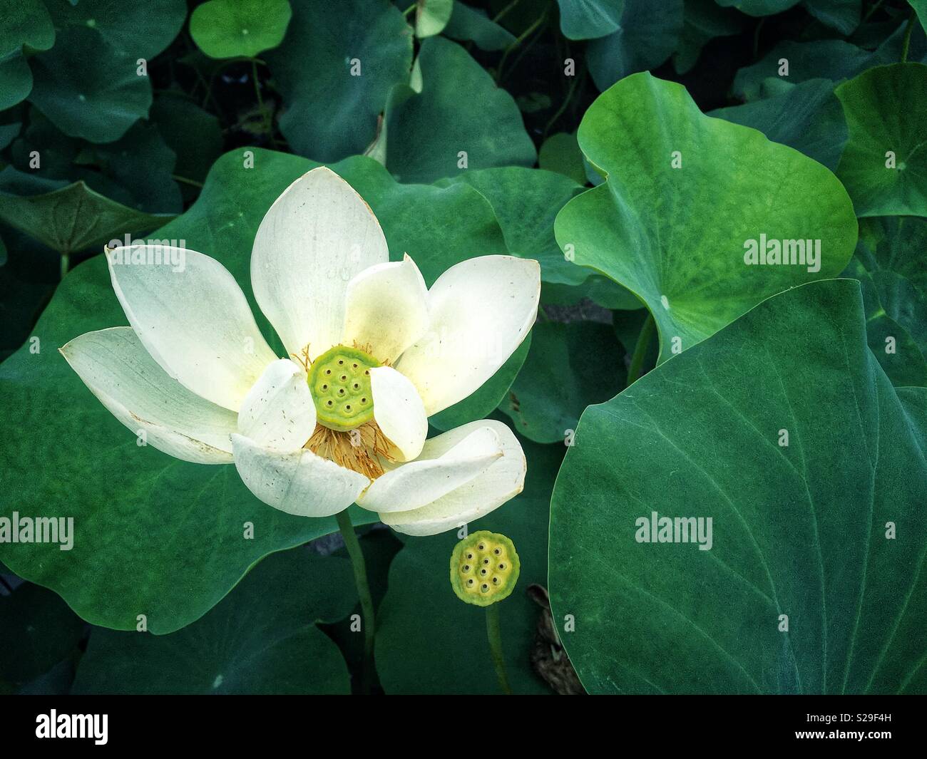 White Lotus - Smartphone Captured Stock Image