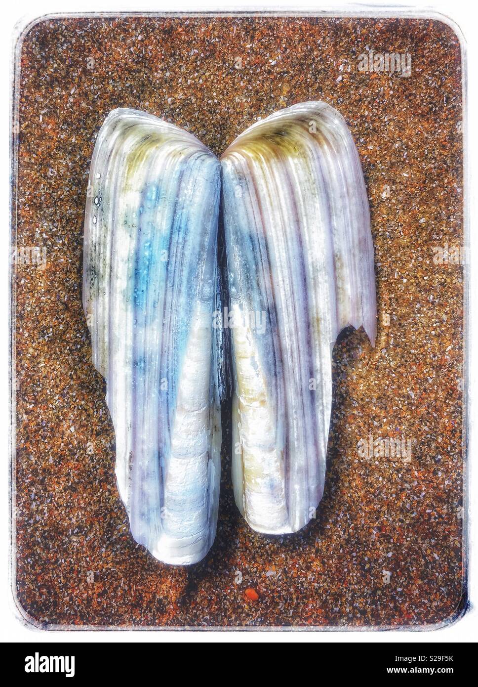 ‘ Angel Wings ‘ Razor Bivalve Shell on Sandy Beach. Stock Photo