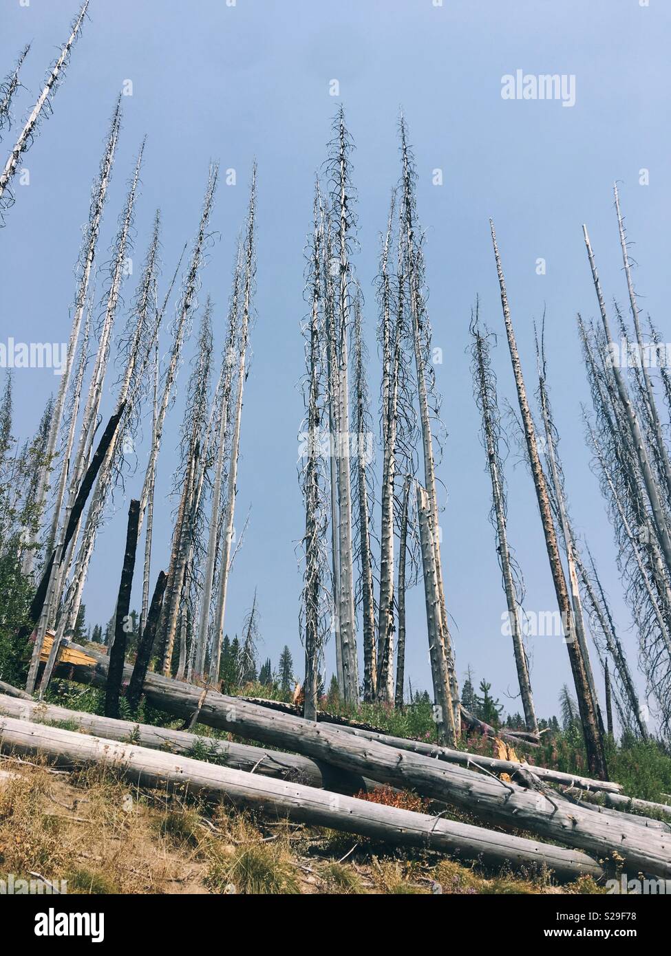 Dead trees and logs on a mountain hillside, with new growth starting to appear, several years after the area was burned by wildfire. Stock Photo