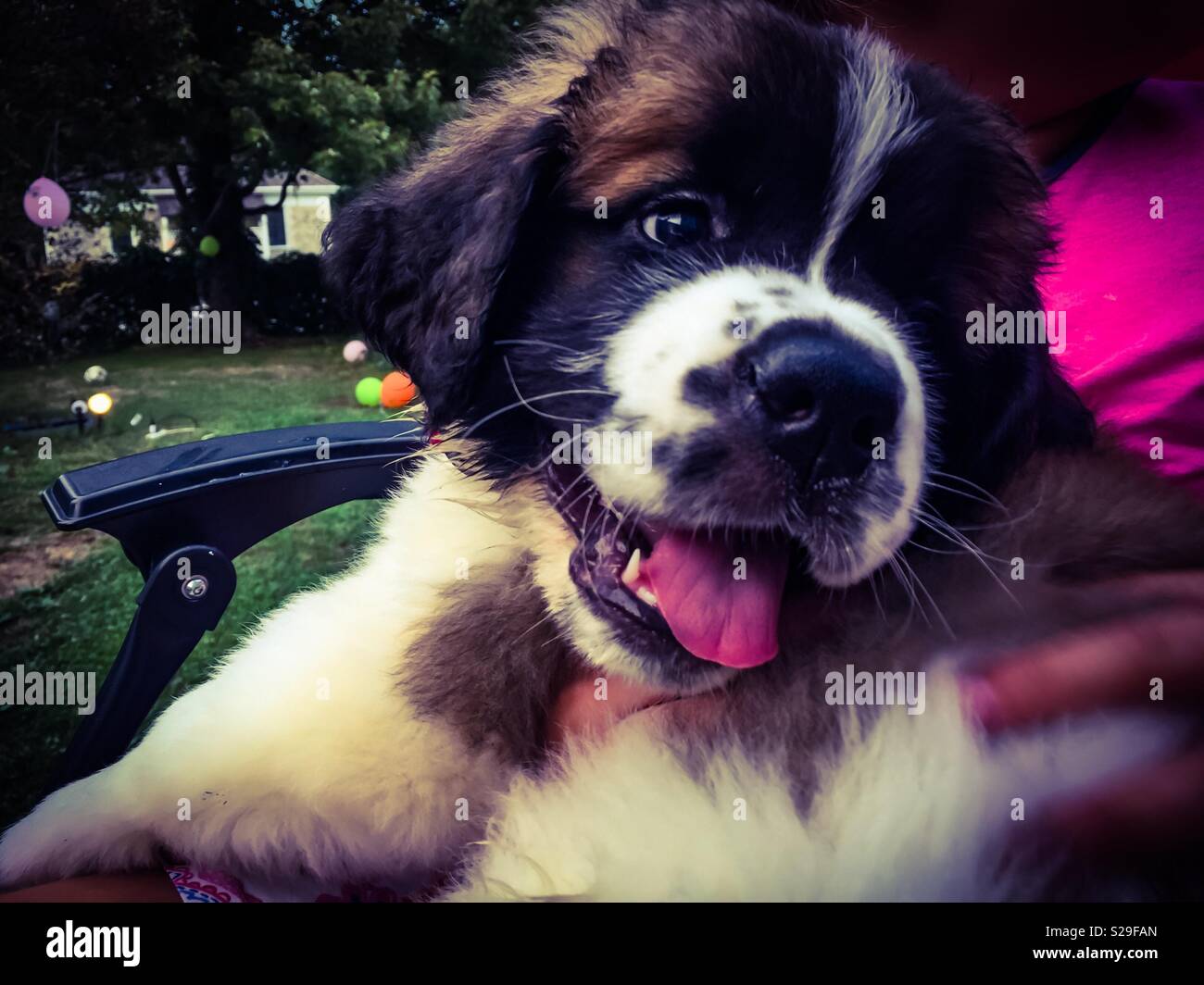 Cute puppy - Smartphone Captured Stock Image