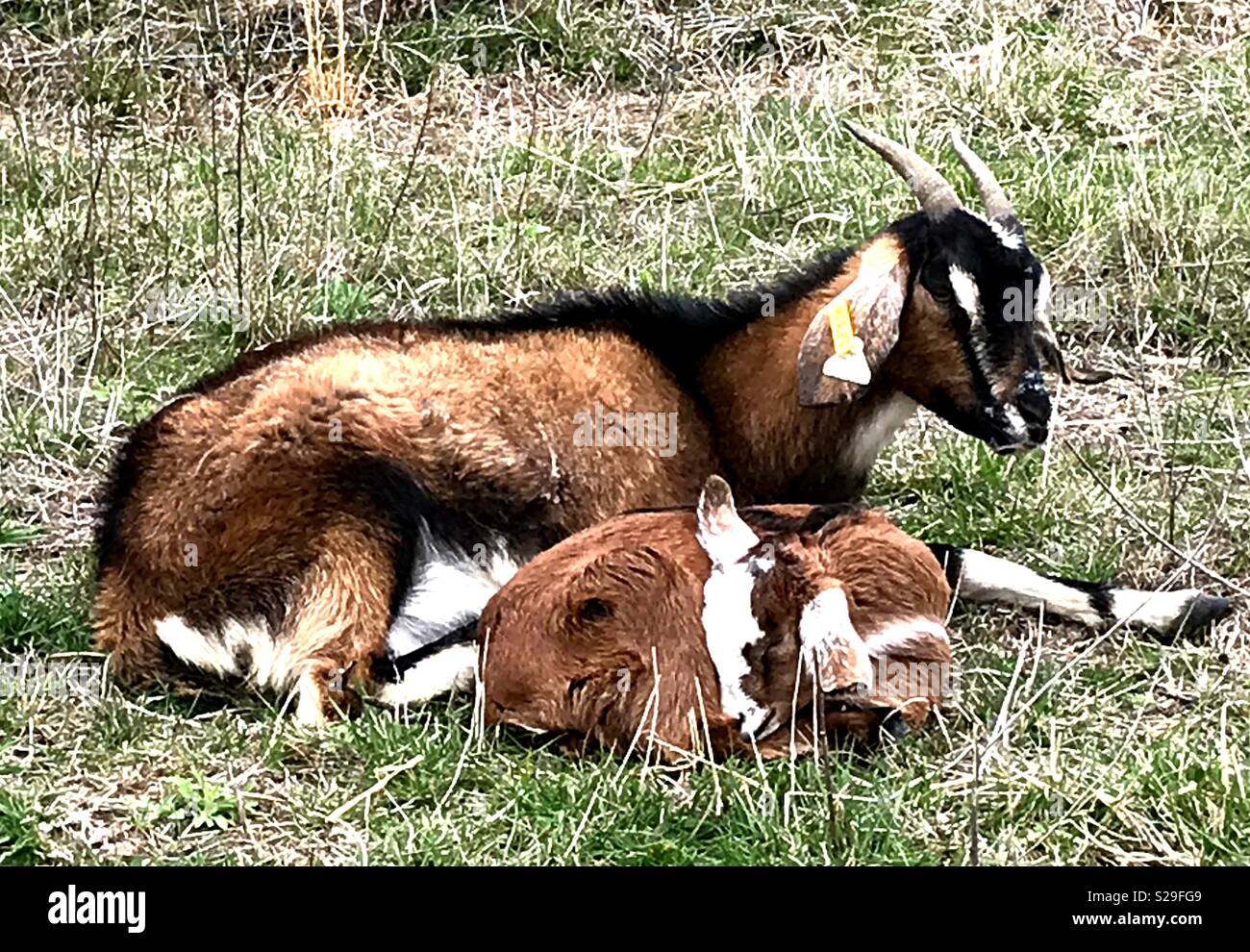 Nanny goat hires stock photography and images Alamy