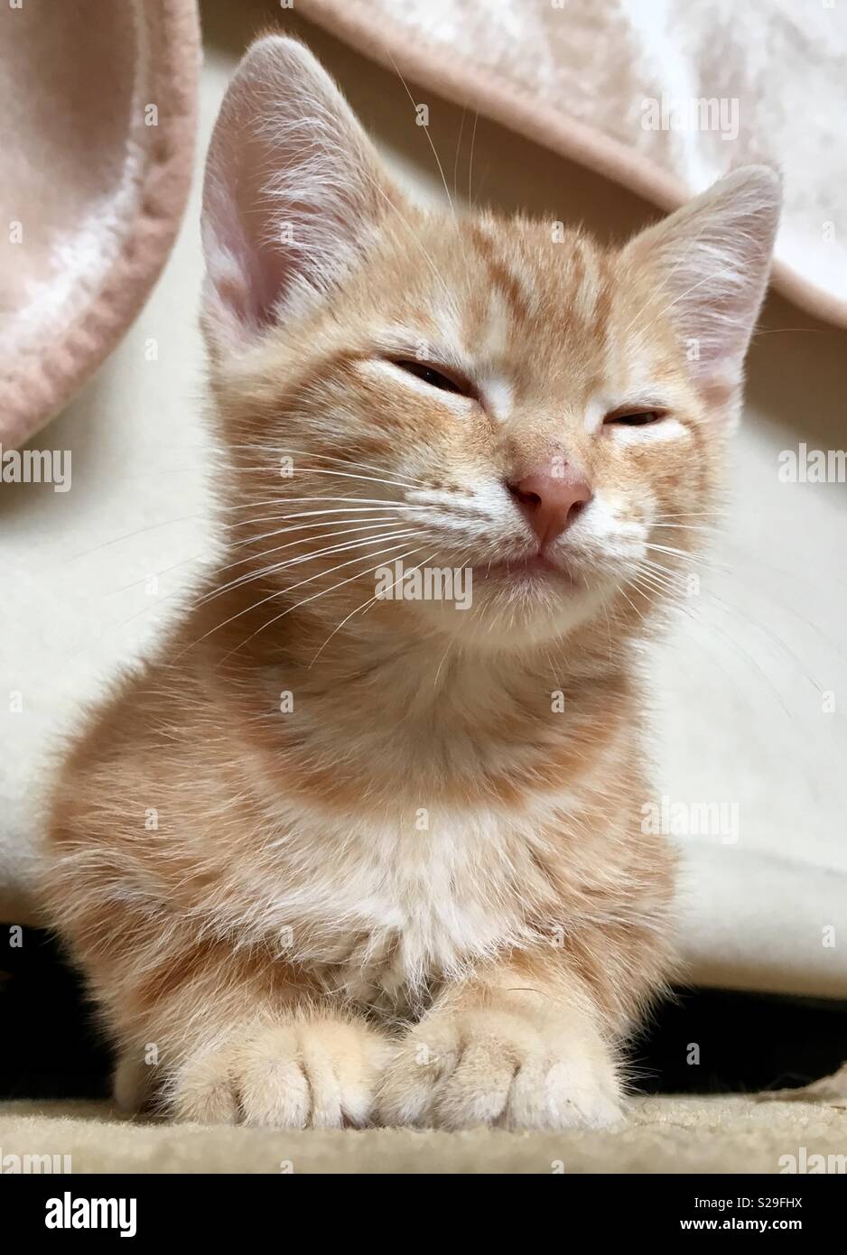 10 week old ginger tabby cat kitten - Smartphone Captured Stock Image