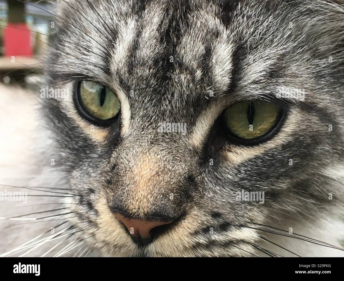Cats hair hires stock photography and images Alamy