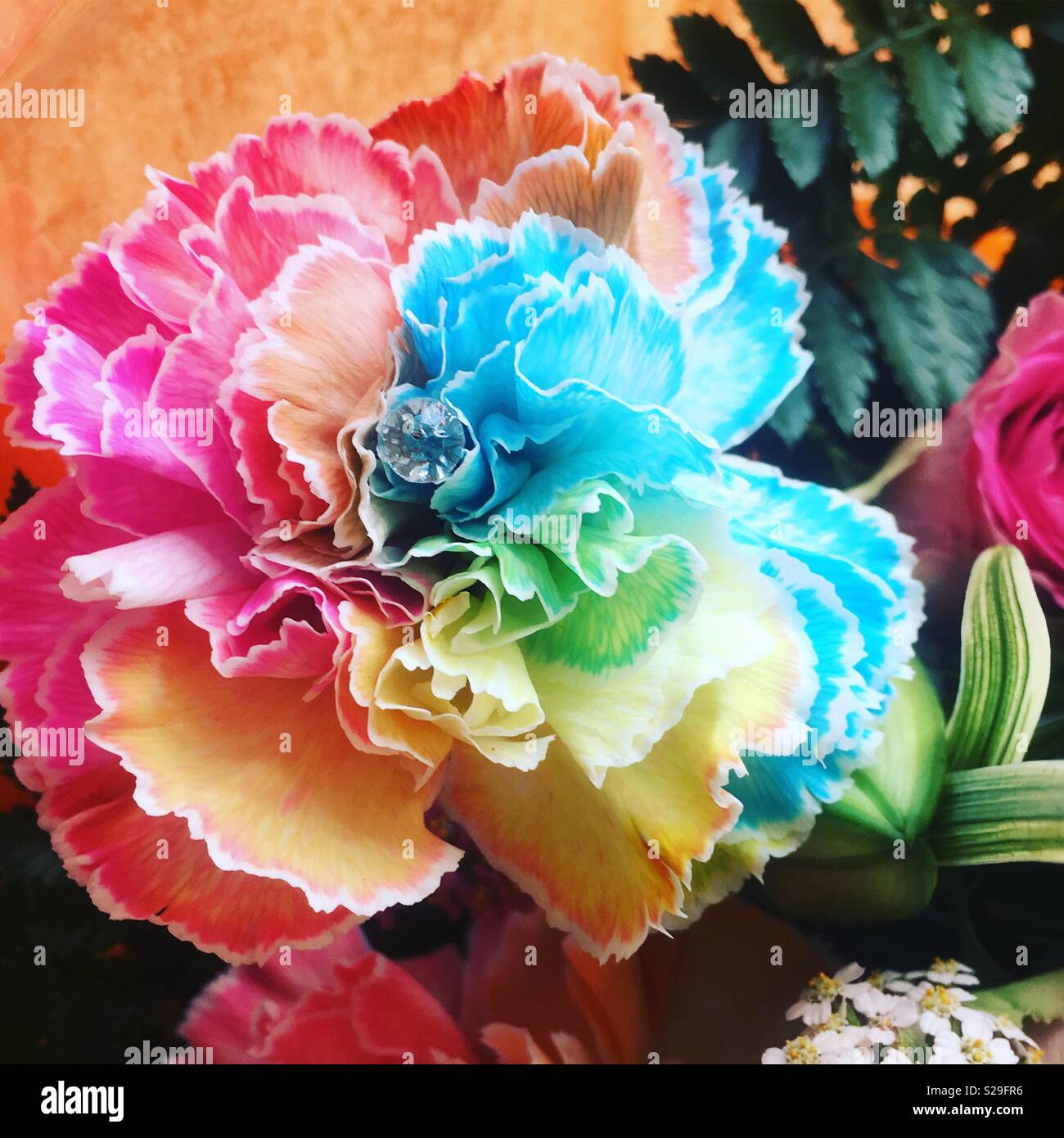 Rainbow flower hi-res stock photography and images - Alamy