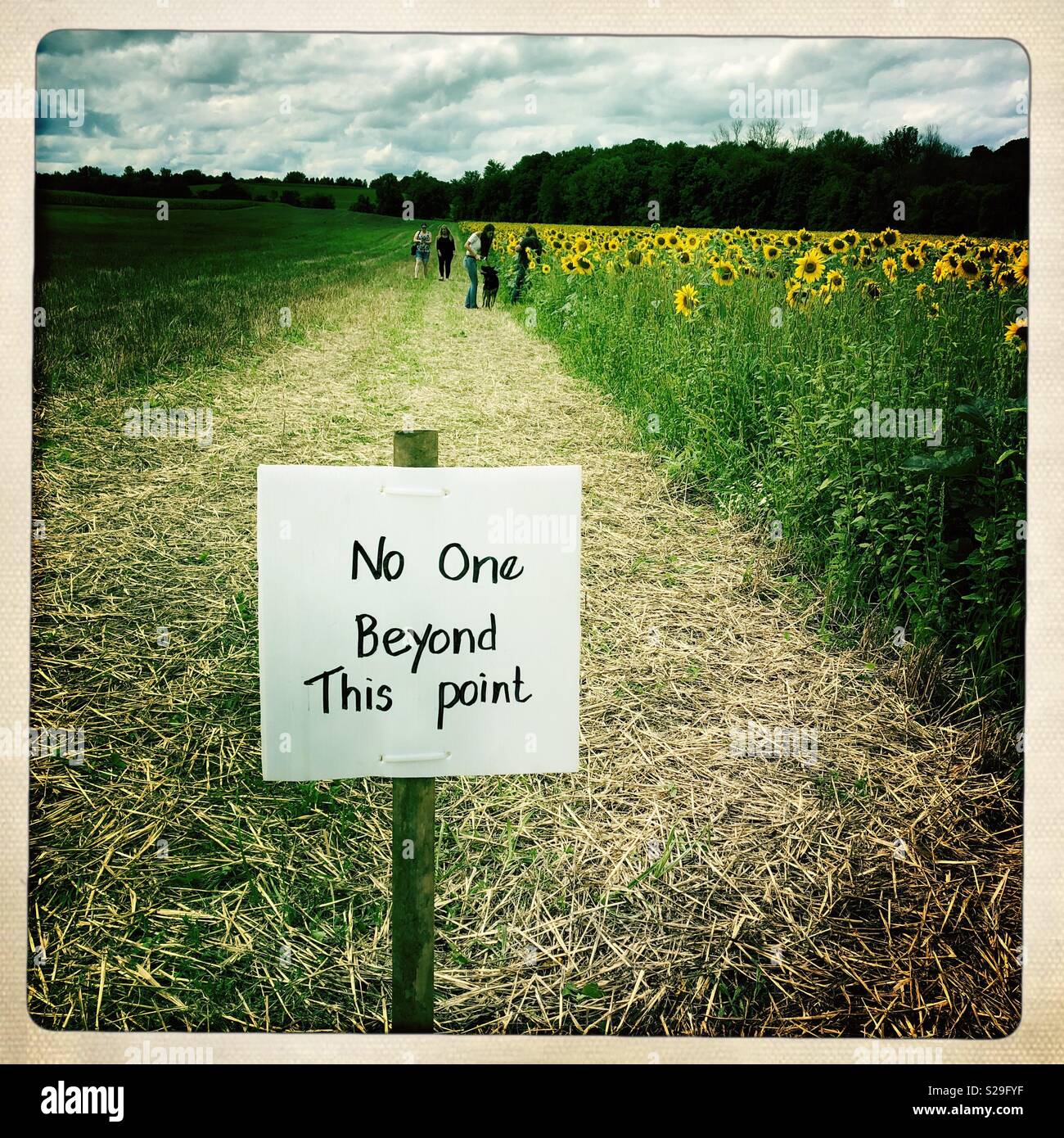 No one beyond this point sign in Sunflower field - Smartphone Captured Stock Image