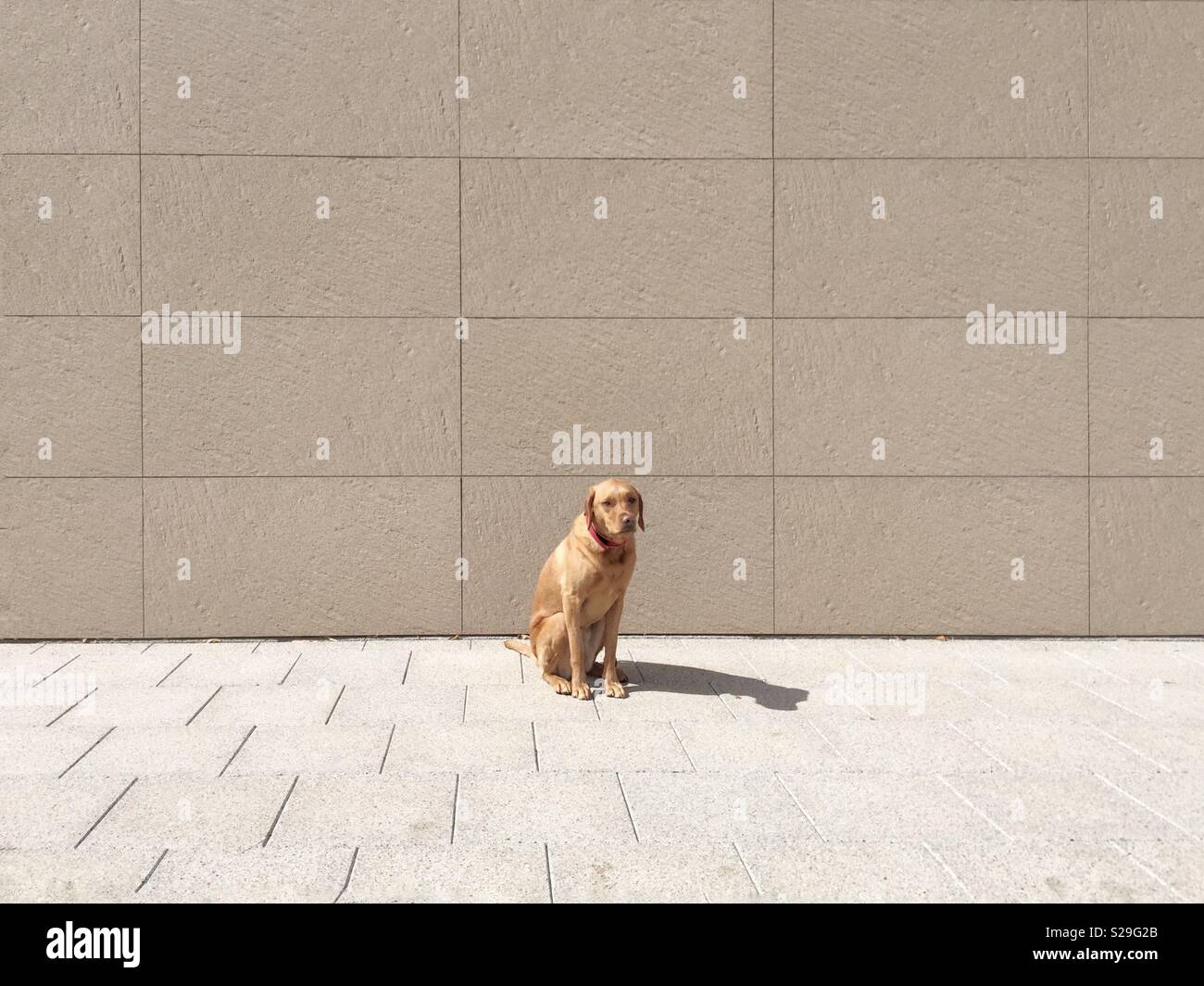 An abandoned Labrador retriever dog sitting alone in an urban environment with copy space - Smartphone Captured Stock Image