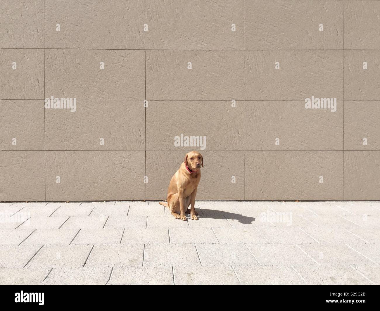 An abandoned Labrador retriever dog sitting alone in an urban environment with copy space Stock Photo