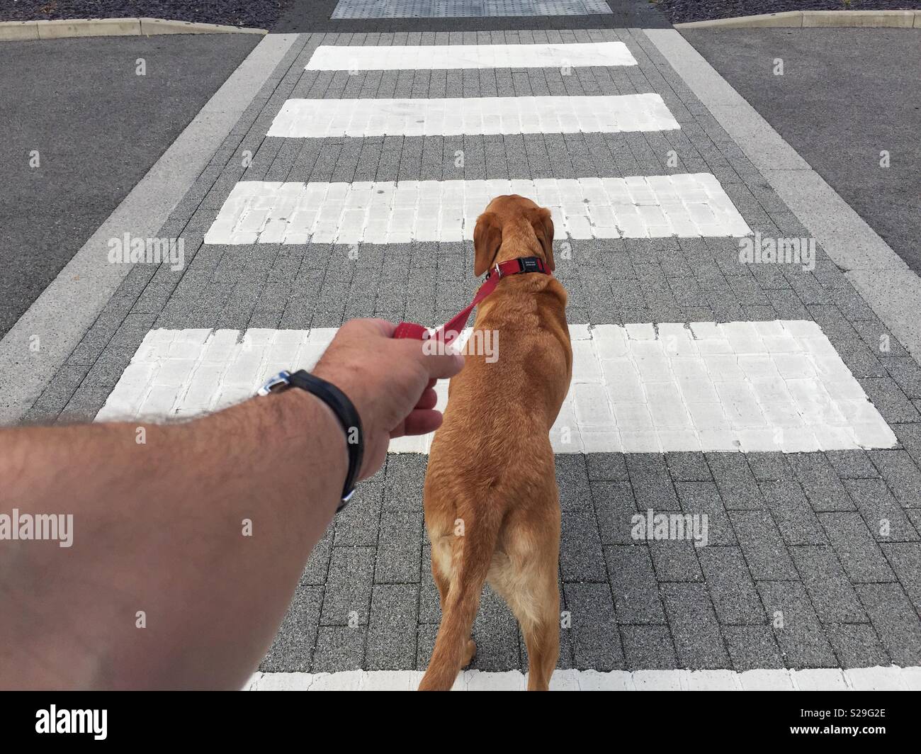A point of view image of a male hand and arm holding tightly onto a leash or lead as a dog pulls hard across a zebra or pedestrian crossing - Smartphone Captured Stock Image