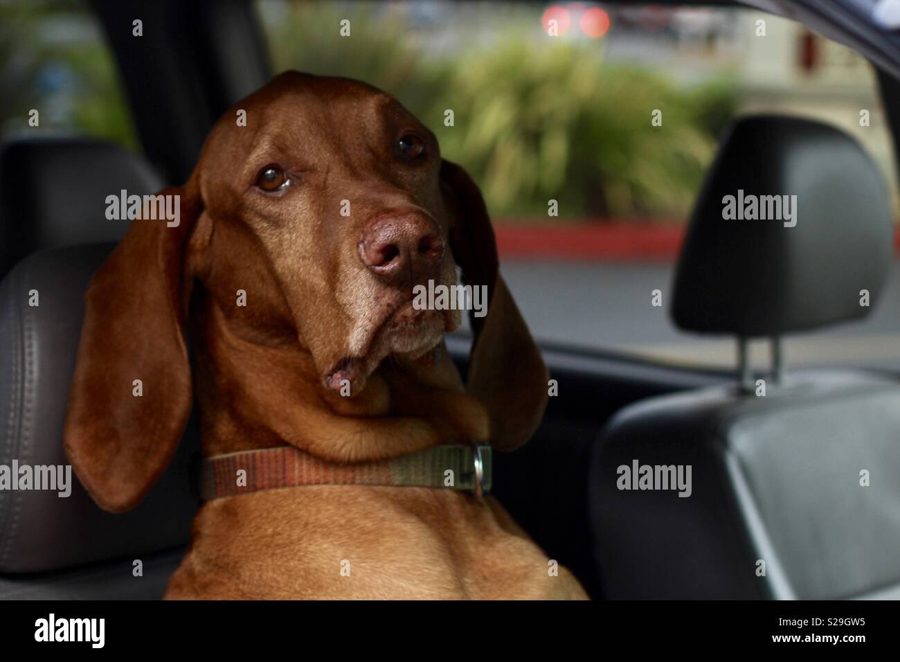 Dog is my copilot Stock Photo Alamy