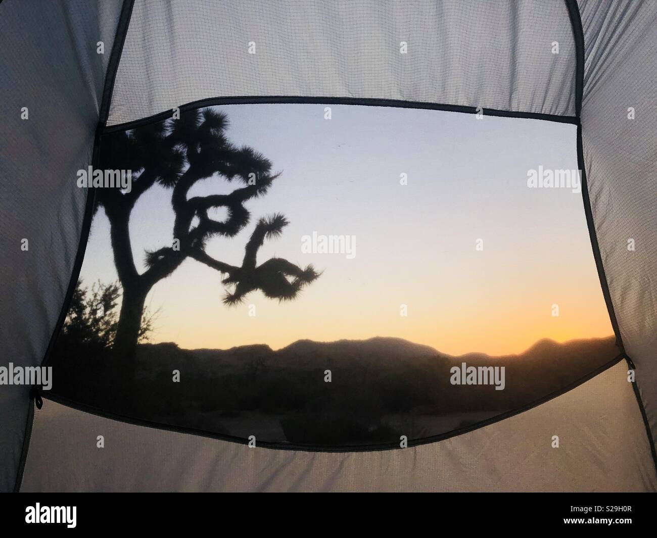 Joshua Tree sunrise from a tent Stock Photo
