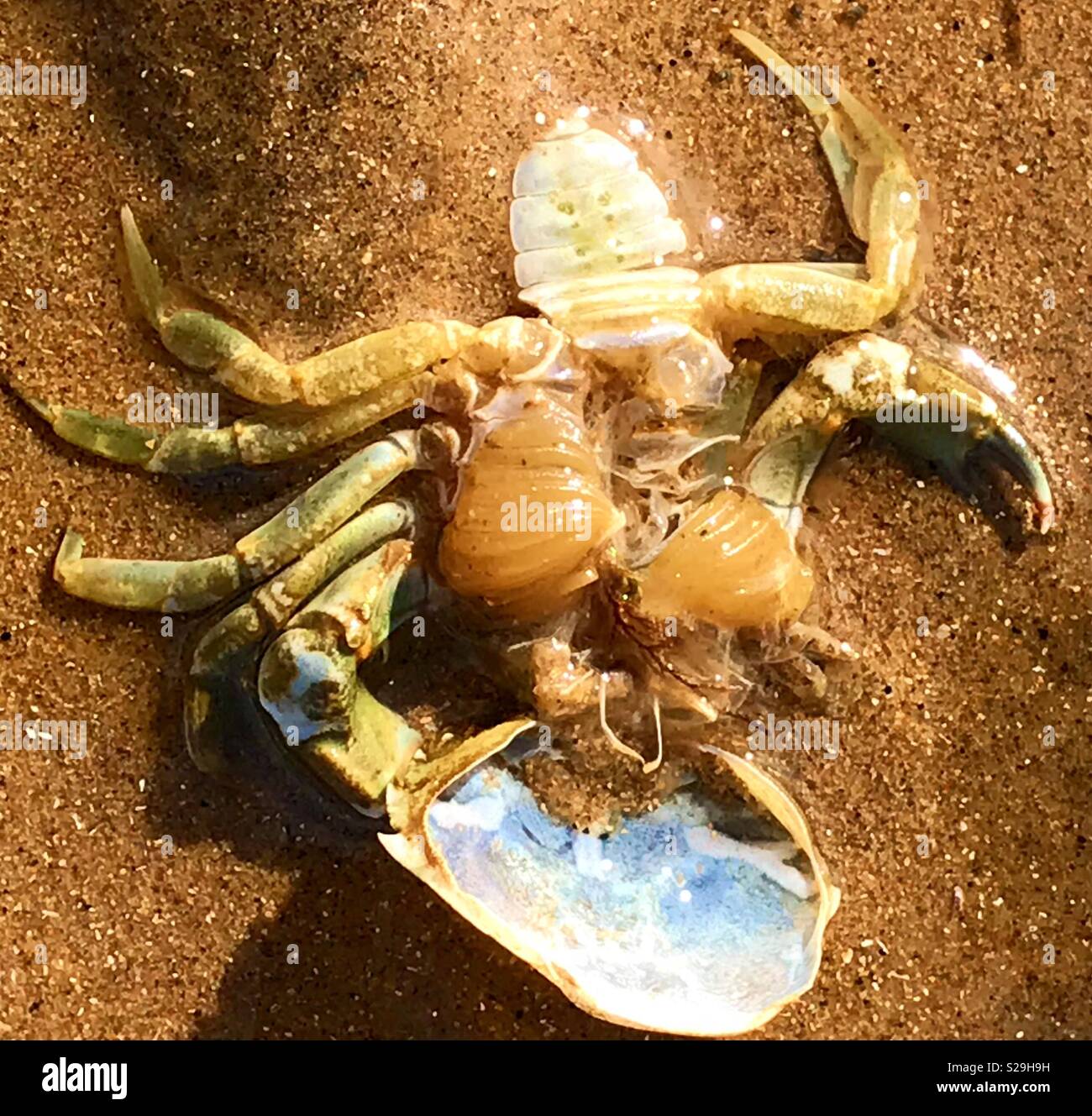 What’s inside a crab Stock Photo Alamy
